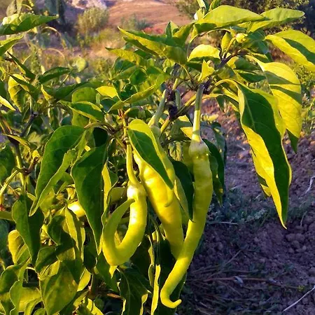 Séjour à la ferme Harmani Tatil Ciftligi Bozcaada