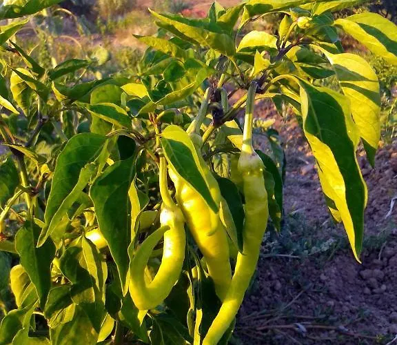 Feriegård Harmani Tatil Ciftligi Bozcaada